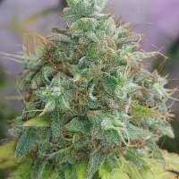 New420Guy Seeds G13 x Haze - photo réalisée par new420guy