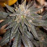 New420Guy Seeds Granddaddy Purple - photo réalisée par new420guy