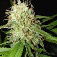 New420Guy Seeds Granddads Blue Cheese - photo réalisée par new420guy