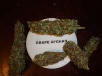 New420Guy Seeds Grape Afghan Kush - photo réalisée par New420Guy