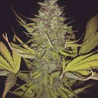 Imagen de new420guy (La Fruta x Lowryder 2)