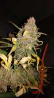 New420Guy Seeds Pauls Blackberry Fire - photo réalisée par New420Guy