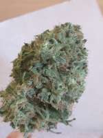 Imagen de 46nkid (Playboy OG Kush)