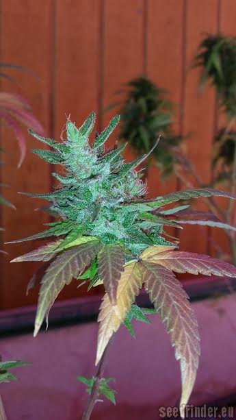 New420Guy Seeds Super Blue Dream