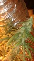 New420Guy Seeds Tajikistani Hash Plant - photo réalisée par New420Guy