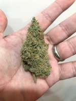 Imagen de Cochino (Island Sweet Skunk)