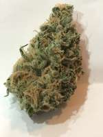 Imagen de Cochino (Island Sweet Skunk)