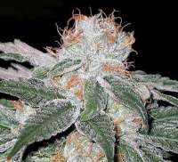 Imagen de SativaFred (Aurora Indica)