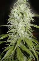 Imagen de SativaFred (Aurora Indica)