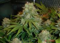 Imagen de MrQnQ (Big Bud)