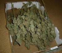 Imagen de MrQnQ (Big Bud)