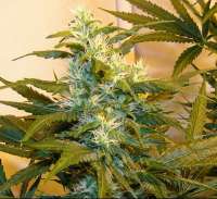 Imagen de SativaFred (Blue Mystic)