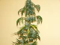 Nirvana Seeds California Orange Bud - photo réalisée par highgrow11