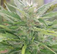 Imagen de Buddler (Lemon OG Haze Automatic)