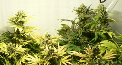 Nirvana Seeds Snow White