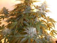 Imagen de pippypops (White Widow)