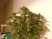 Imagen de pippypops (White Widow)