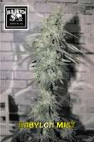 Old Dutch Genetics Babylon Mist - photo réalisée par OldDutchGenetics