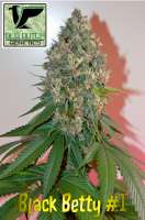 Old Dutch Genetics Black Betty - photo réalisée par OldDutchGenetics