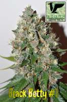 Old Dutch Genetics Black Betty - photo réalisée par OldDutchGenetics