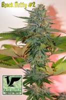 Imagen de OldDutchGenetics (Black Betty)