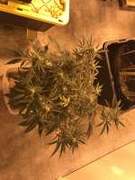 Imagen de greyfox (Blueberry Ghost OG)