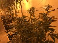 Imagen de greyfox (Blueberry Ghost OG)