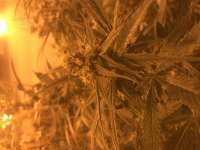 Imagen de greyfox (Blueberry Ghost OG)