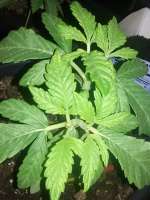 Imagen de Skotish1 (Platinum Alien OG)