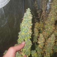 Imagen de SmokeKingKush (Auto Jack)