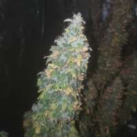 Imagen de SmokeKingKush (Auto Jack)