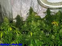 Imagen de HighSeed (Magic Bud)