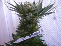 Imagen de merlin (Mendocino Skunk)