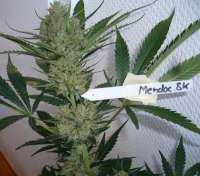 Imagen de merlin (Mendocino Skunk)