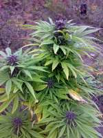 Imagen de FarmerScoB (Sweet Purple)