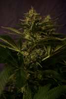 Imagen de TeutoGrow (White Berry)