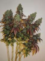 Pheno Finder Seeds Grapefruit Diesel - photo réalisée par Cultivator420