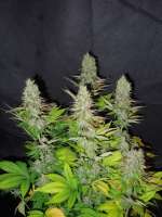 Pheno Finder Seeds Grapefruit Diesel - photo réalisée par cultivator420