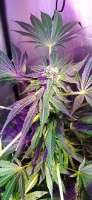 Purple City Genetics Papaya x THC Bomb - photo réalisée par Edu1024