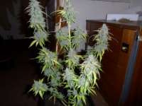 Imagen de admin (Auto Northern Lights)