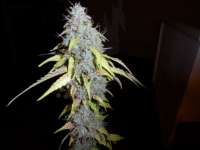 Imagen de admin (Auto Northern Lights)