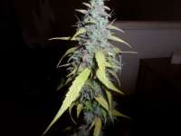 Imagen de admin (Auto Northern Lights)