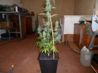 Imagen de pippypops (Auto Northern Lights)