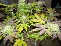 Imagen de WhiteyB (White Widow)