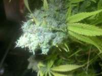 Imagen de LemiAten (Ghost Train Haze Nr1)