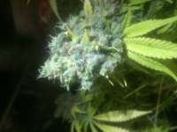 Imagen de LemiAten (Ghost Train Haze Nr1)