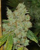 Imagen de Dixon23 (Moonshine Haze x Ghost Train Haze 1)