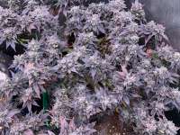 Imagen de Olehakush (Kandy Kush)