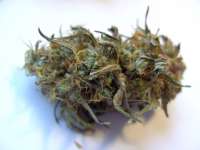 Imagen de mrnicex [Kosher Kush]