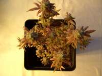 Imagen de mrnicex (Kosher Kush)